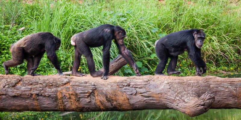 hominídeos