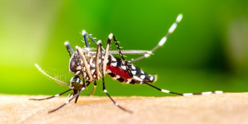 mosquito aedes zika dengue