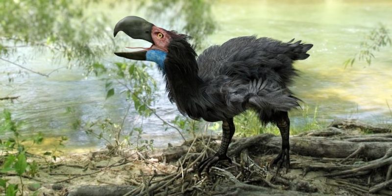 período terciário pássaros gastornis