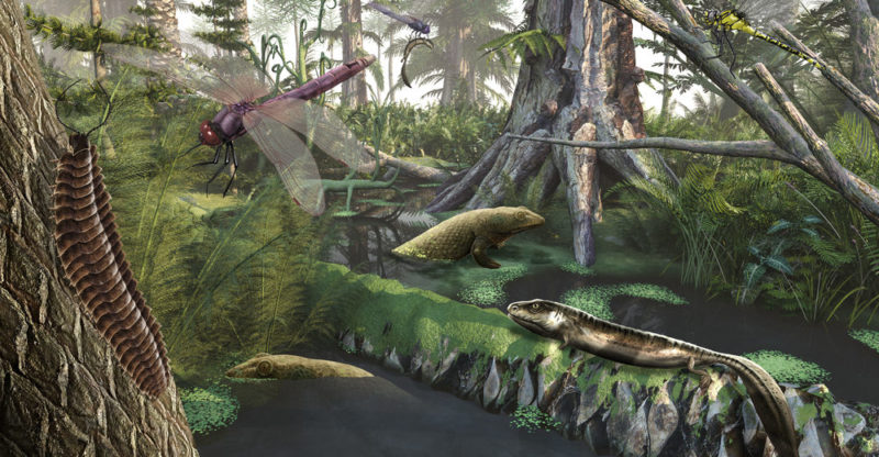 Período Carbonifero