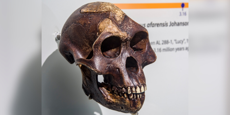 Australopithecus