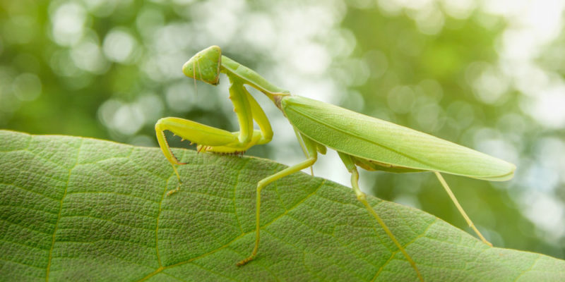 Artrópodos - Mantis religiosa