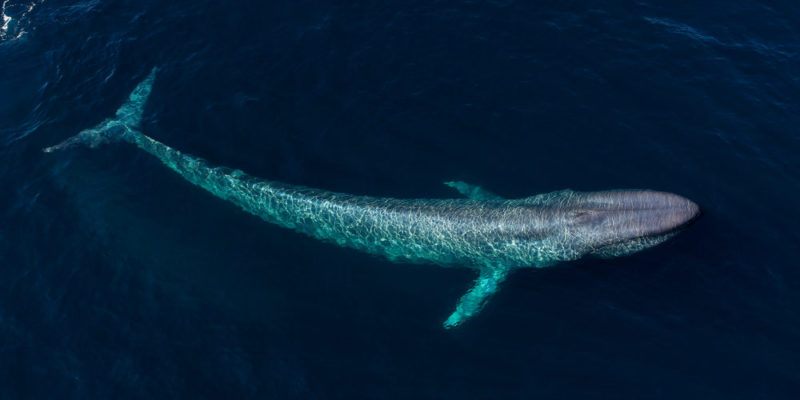 Baleia Azul