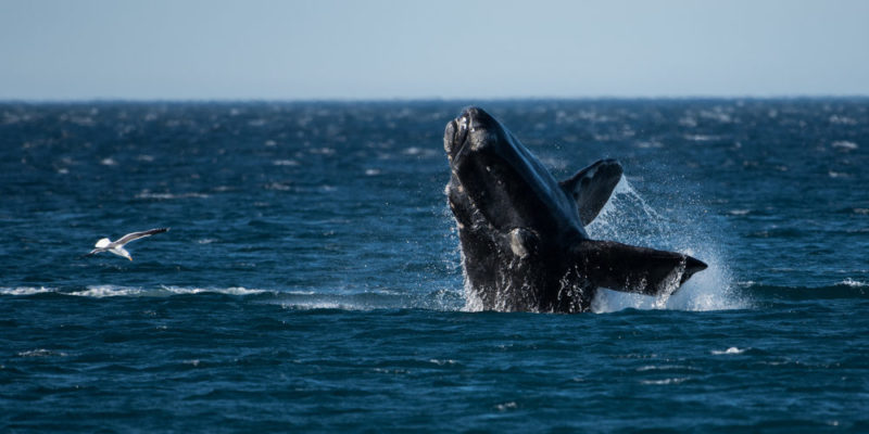 baleia franca austral