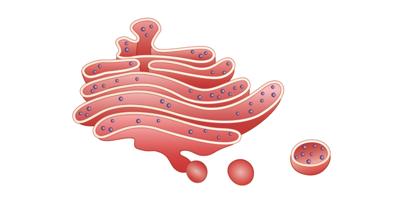 aparelho de Golgi