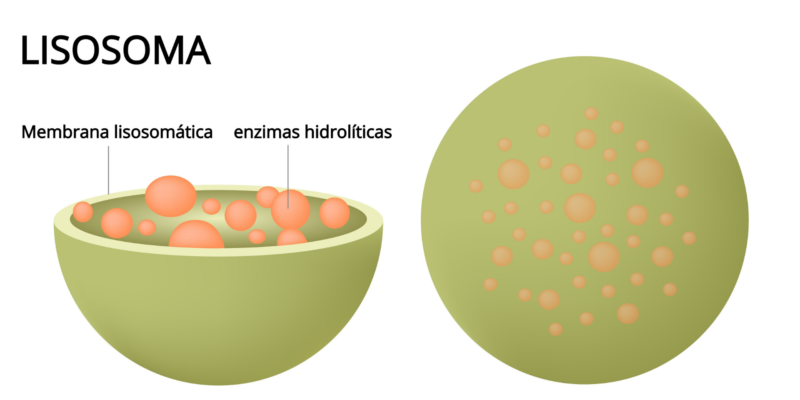 lisossomos - aparelho de golgi