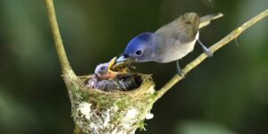 Ave dando alimento a su cría