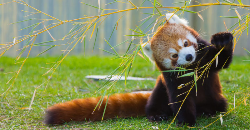 urso panda vermelho