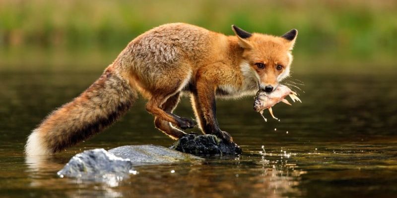 comida de raposa