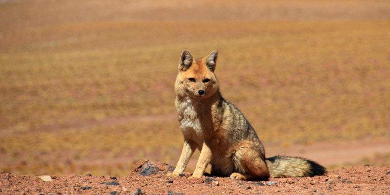 Raposa do Deserto