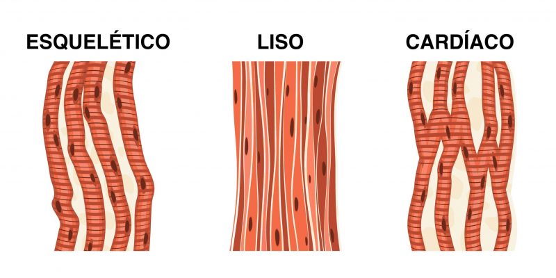 tipos de músculos