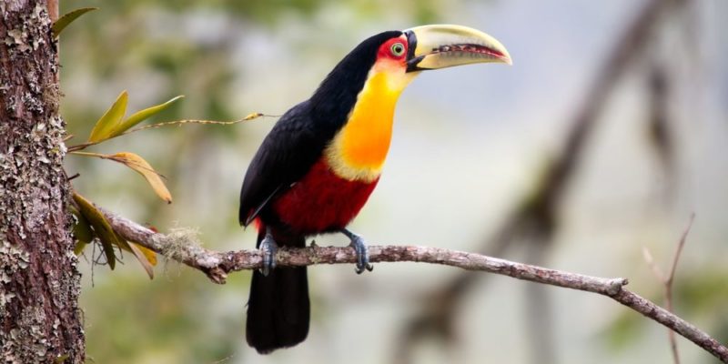 tucano bicolor