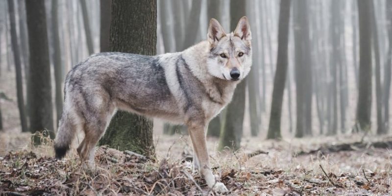 lobo em uma floresta