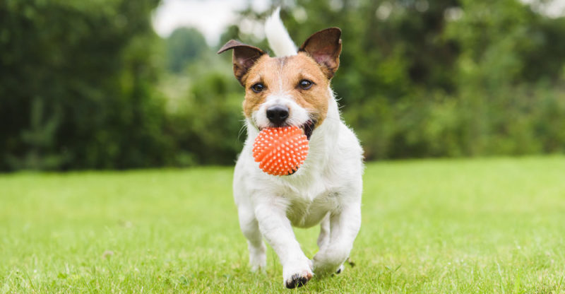 jogo - jogar - cão