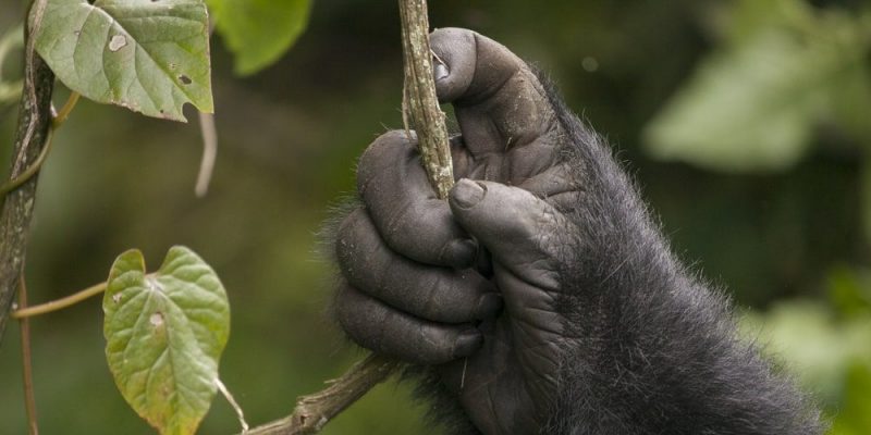 polegares opositores evolução humana