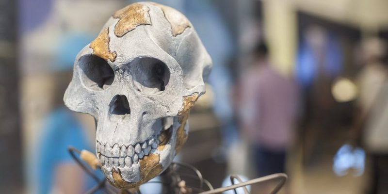 evolução humana australopithecus