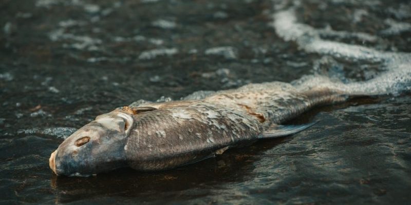 Contaminação da água