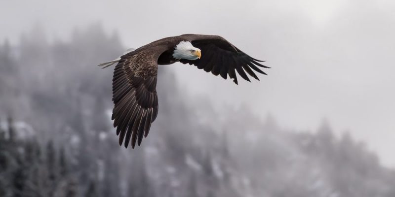 vida selvagem das montanhas