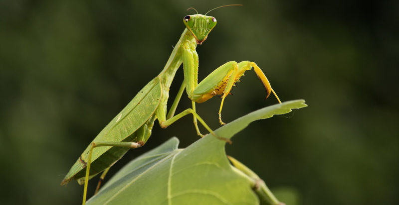 Animais invertebrados - louva-a-deus