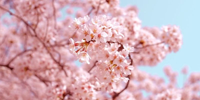 Japão - Sakura