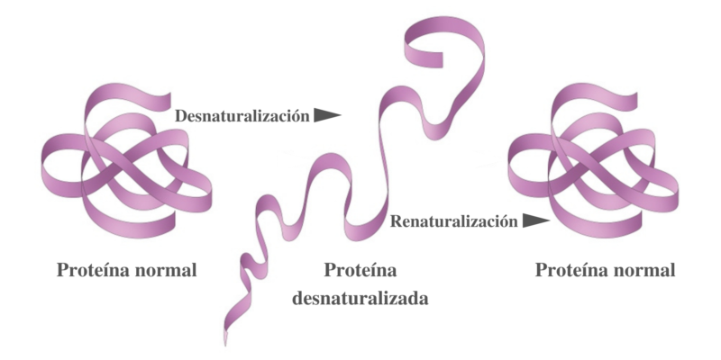 Proteína - Desnaturação