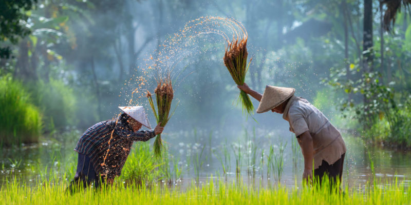 Cultura - agricultura - japonesa