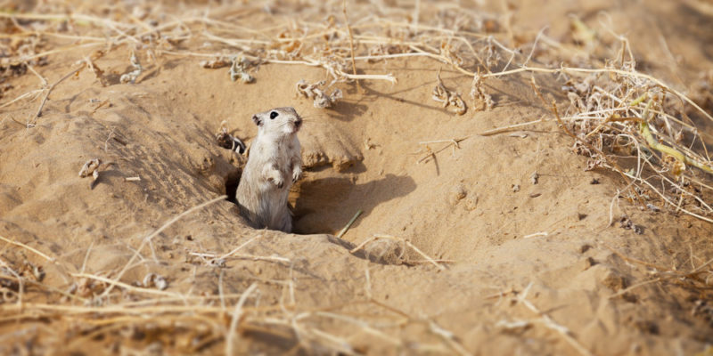 Deserto