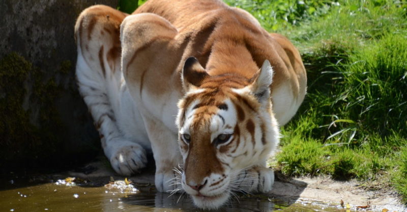 tigre dourado