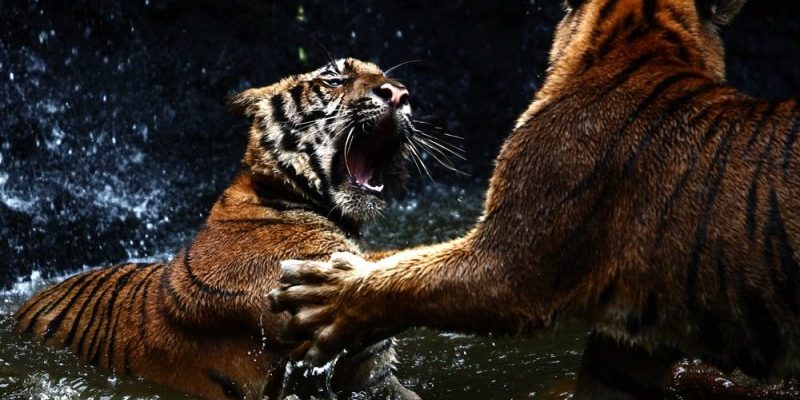 confronto entre tigres