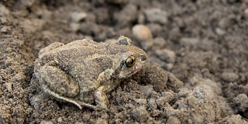 presa predadores camuflagem