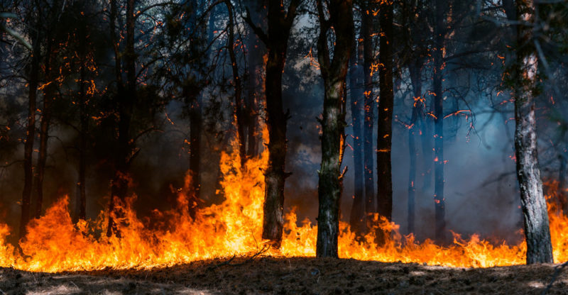 desastres naturais - incêndio florestal