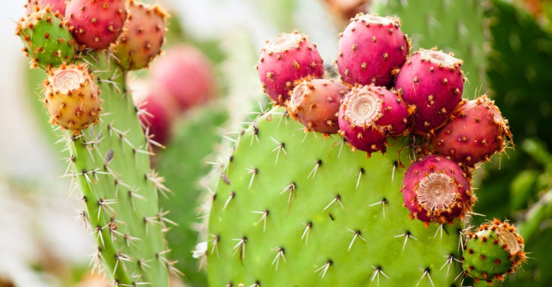 nopal - escudo mexicano