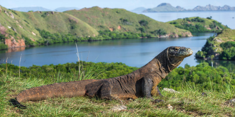 Répteis - Dragão de Komodo