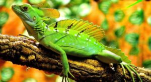 reptiles - caracteristicas