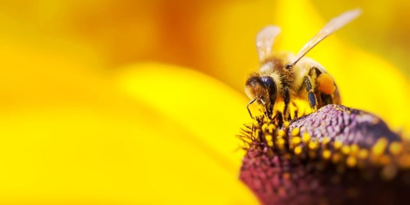 reprodução sexual de plantas