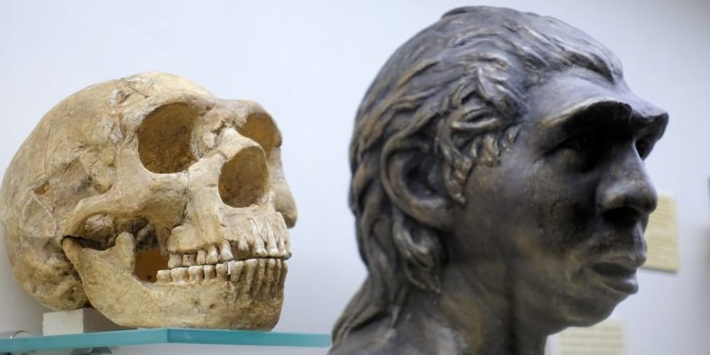 crânio homem neandertal