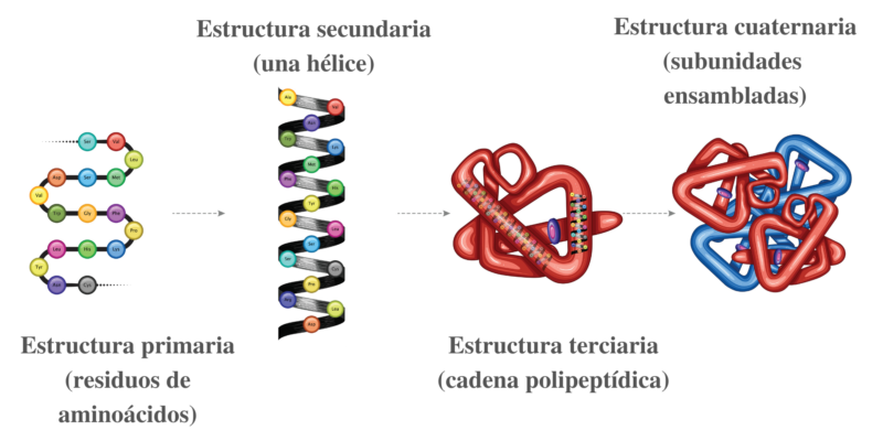 Proteínas