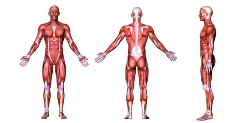 sistema muscular