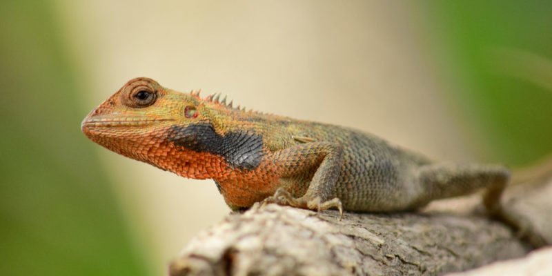 temperatura - lagarto