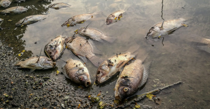 Contaminação da água