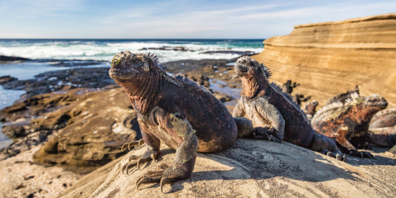 iguana marinha