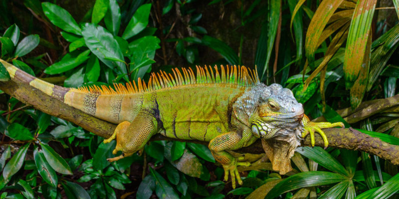 iguana