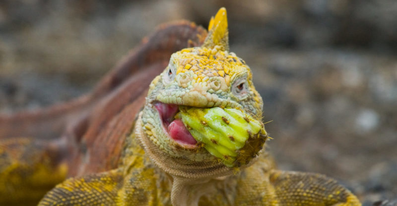 iguana