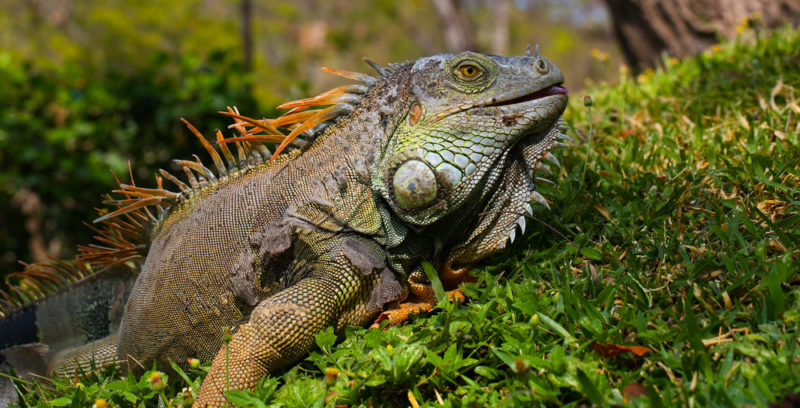 iguana