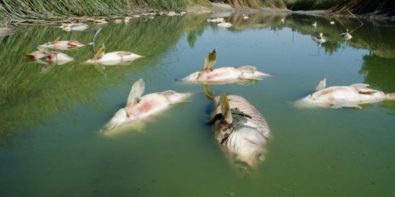 contaminação-extinção-min