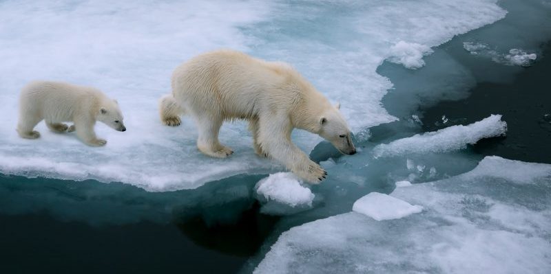 urso polar - aquecimento global