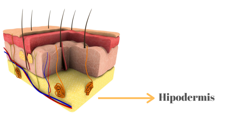 Hipoderme - pele