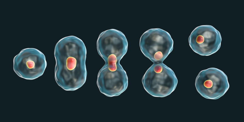 Membrana nuclear - mitose