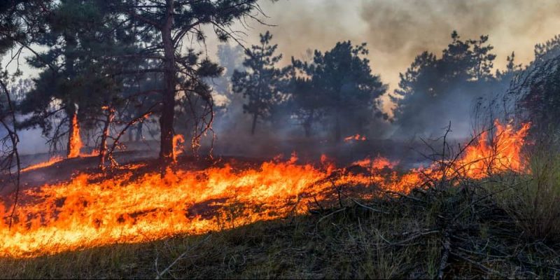 Incendios florestais