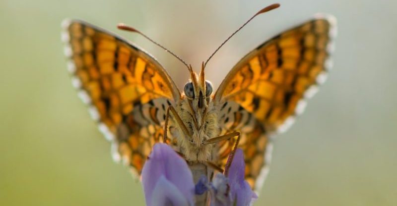 borboleta antomia